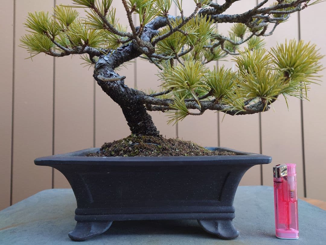 盆栽　五葉松　樹高26cm