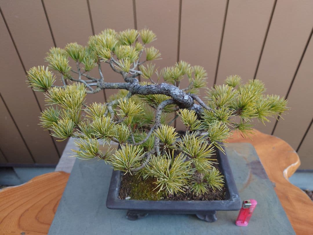 盆栽　五葉松　樹高26cm