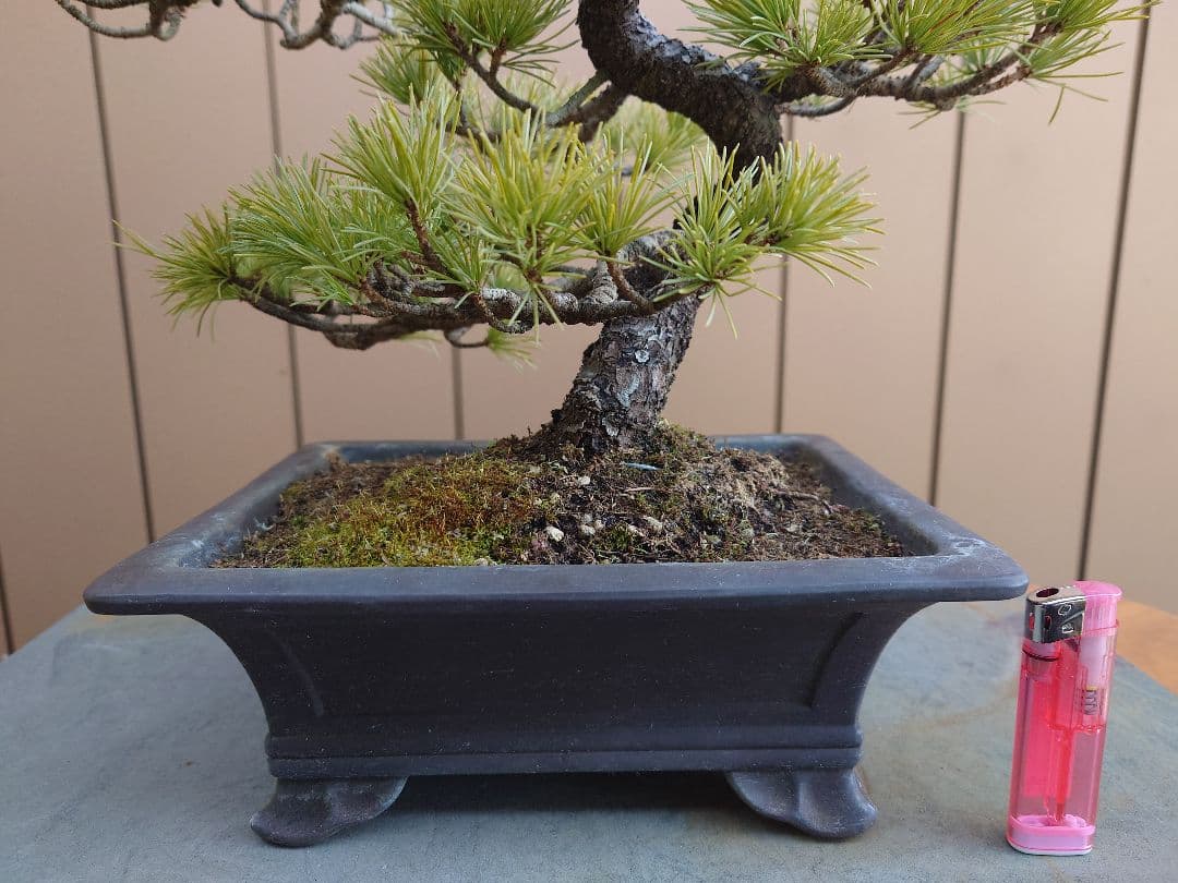 盆栽　五葉松　樹高26cm