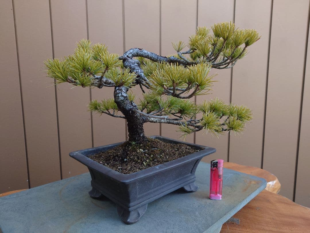 盆栽　五葉松　樹高26cm