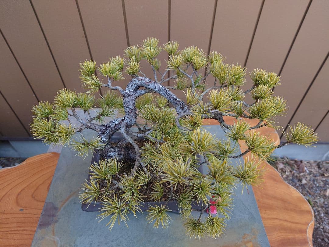 盆栽　五葉松　樹高26cm