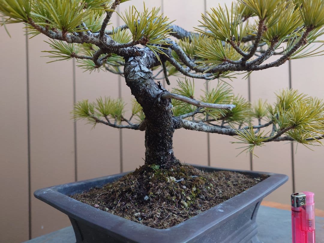 盆栽　五葉松　樹高26cm