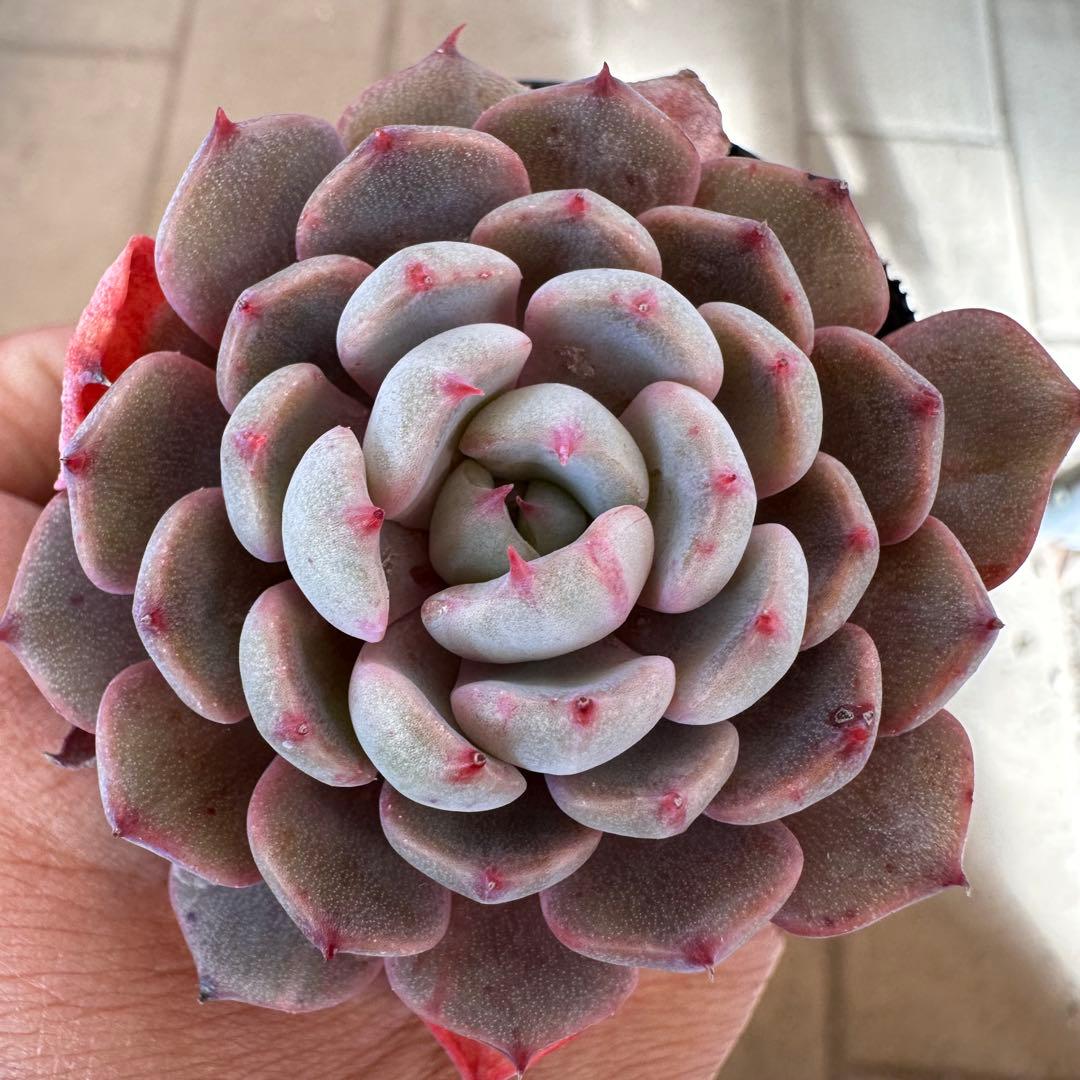 多肉植物 眠り姫 ミックスベリア おらいさん苗 札なし 子株3個付き