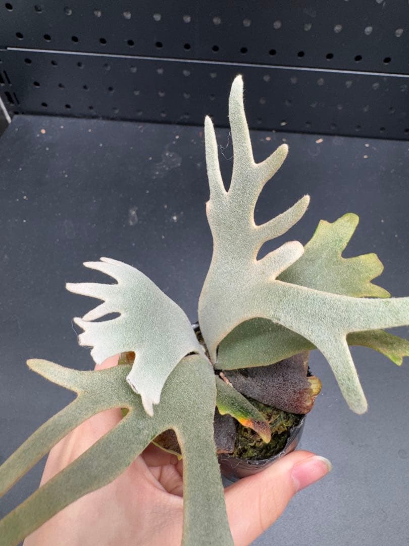 【平凡之鹿】YMDS Totoro HHRナーセリータグ付け #077