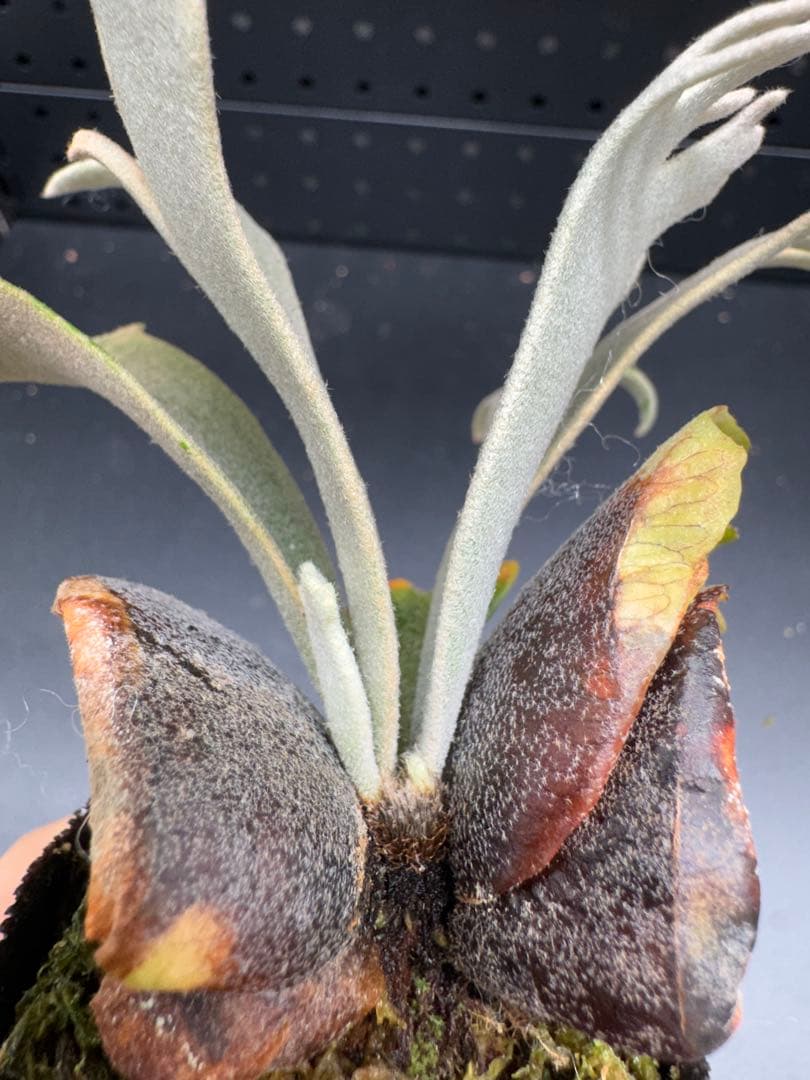 【平凡之鹿】YMDS Totoro HHRナーセリータグ付け #077