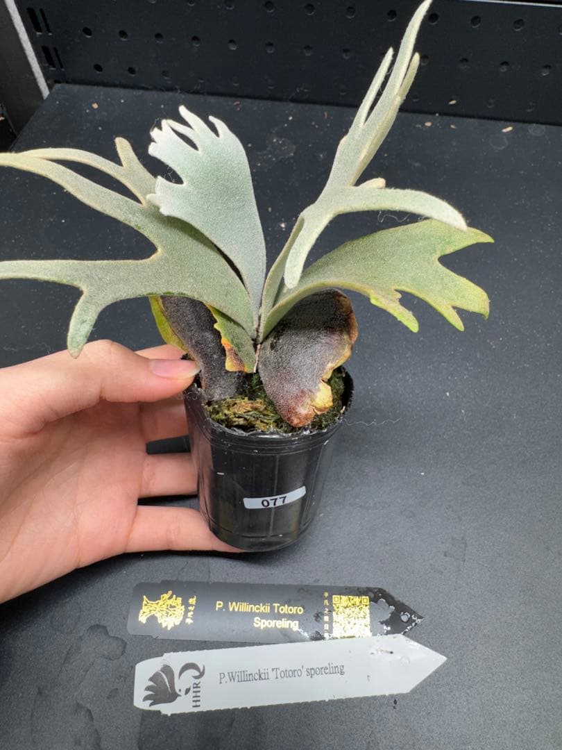 【平凡之鹿】YMDS Totoro HHRナーセリータグ付け #077