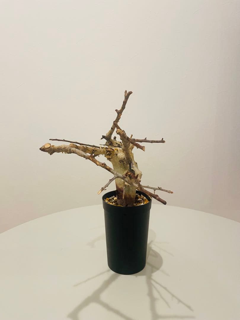 コミフォラ カタフ ターカネンシス（発根管理中）