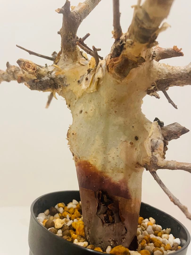 コミフォラ カタフ ターカネンシス（発根管理中）