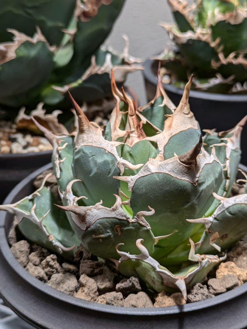 アガベ オアハカ ポルトラーノ 現地ナーセリーからの輸入株 検