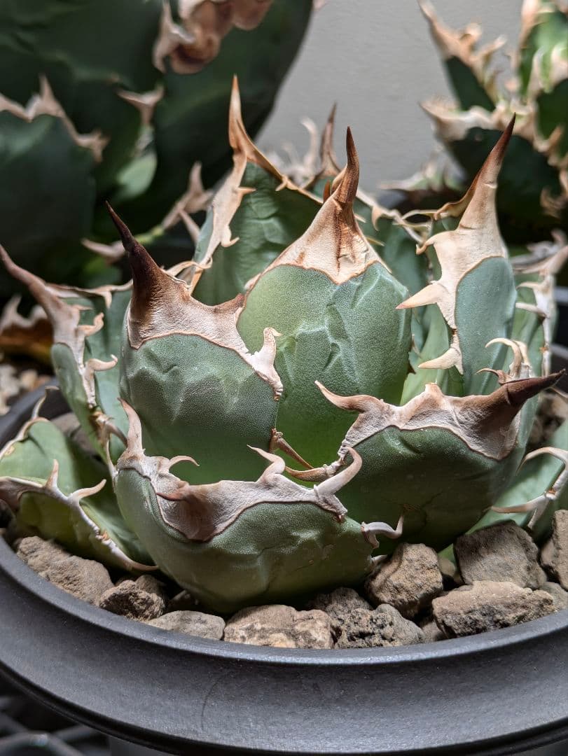 アガベ オアハカ ポルトラーノ 現地ナーセリーからの輸入株 検