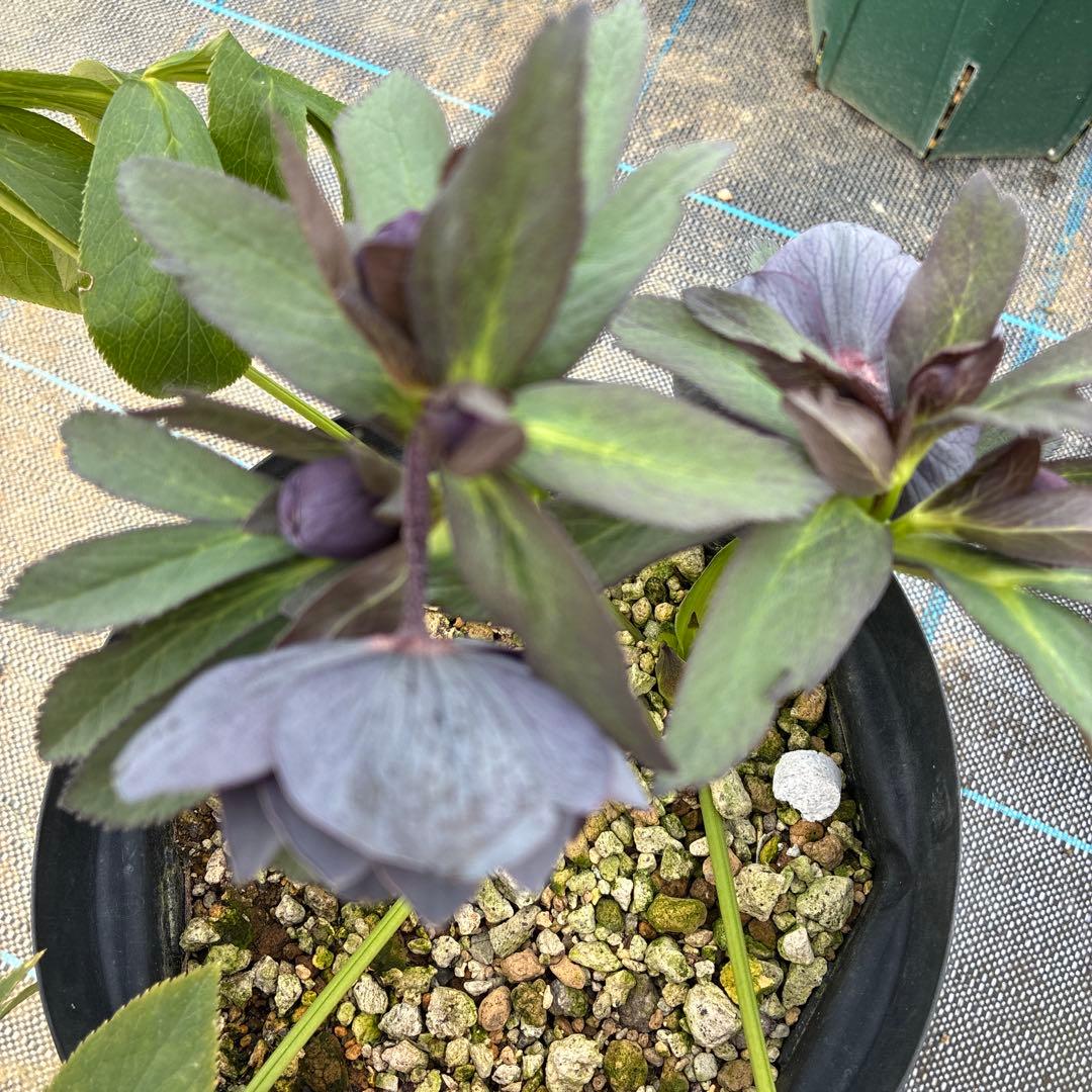 クリスマスローズ　スモーキーブルー　木口交配　実生　希少　６寸