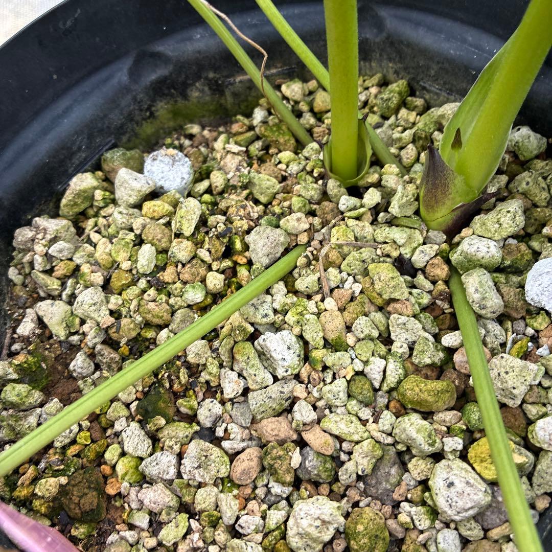 クリスマスローズ　スモーキーブルー　木口交配　実生　希少　６寸