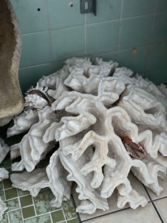 南国沖縄のサンゴ