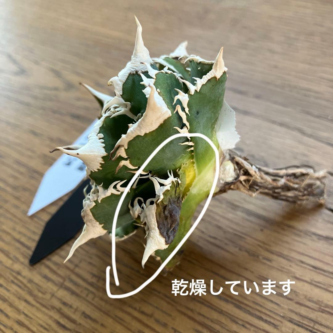 【オークション】13 ラスト1株　優秀　アガべ　白豪刺　白豪棘　TC 訳あり