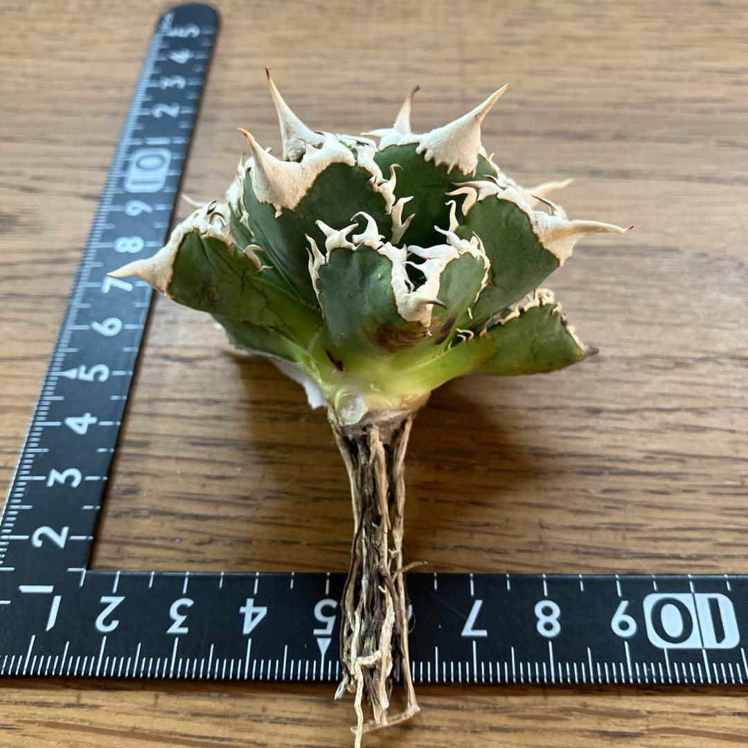 【オークション】13 ラスト1株　優秀　アガべ　白豪刺　白豪棘　TC 訳あり