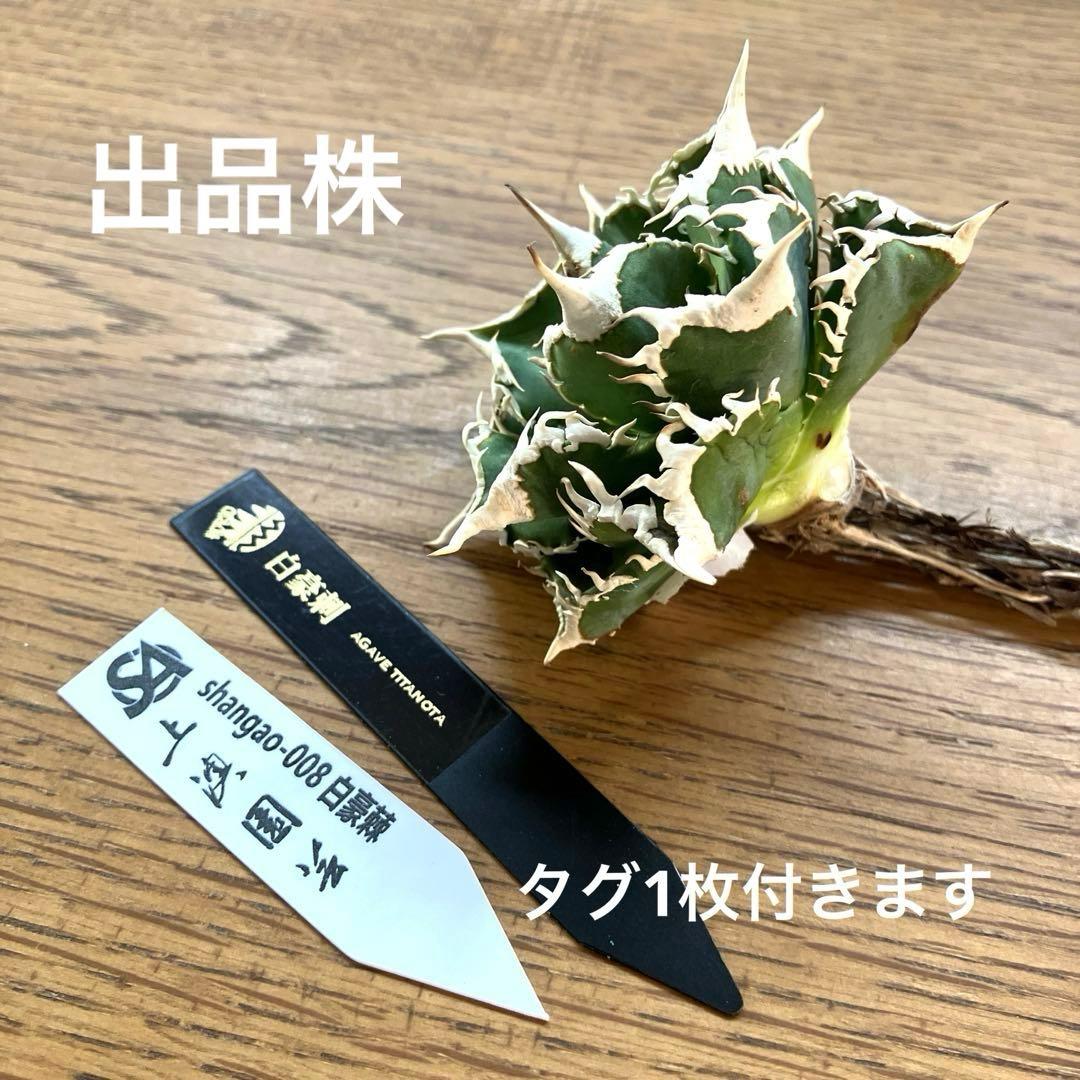 【オークション】13 ラスト1株　優秀　アガべ　白豪刺　白豪棘　TC 訳あり