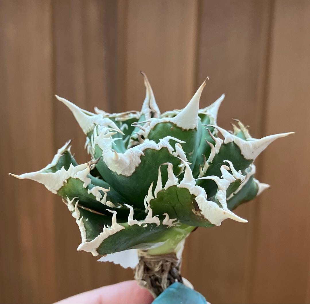 【オークション】13 ラスト1株　優秀　アガべ　白豪刺　白豪棘　TC 訳あり