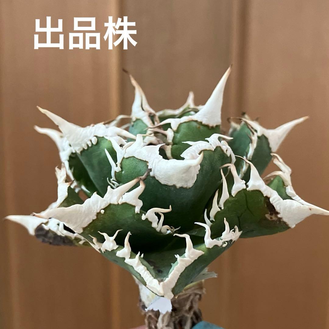 【オークション】13 ラスト1株　優秀　アガべ　白豪刺　白豪棘　TC 訳あり