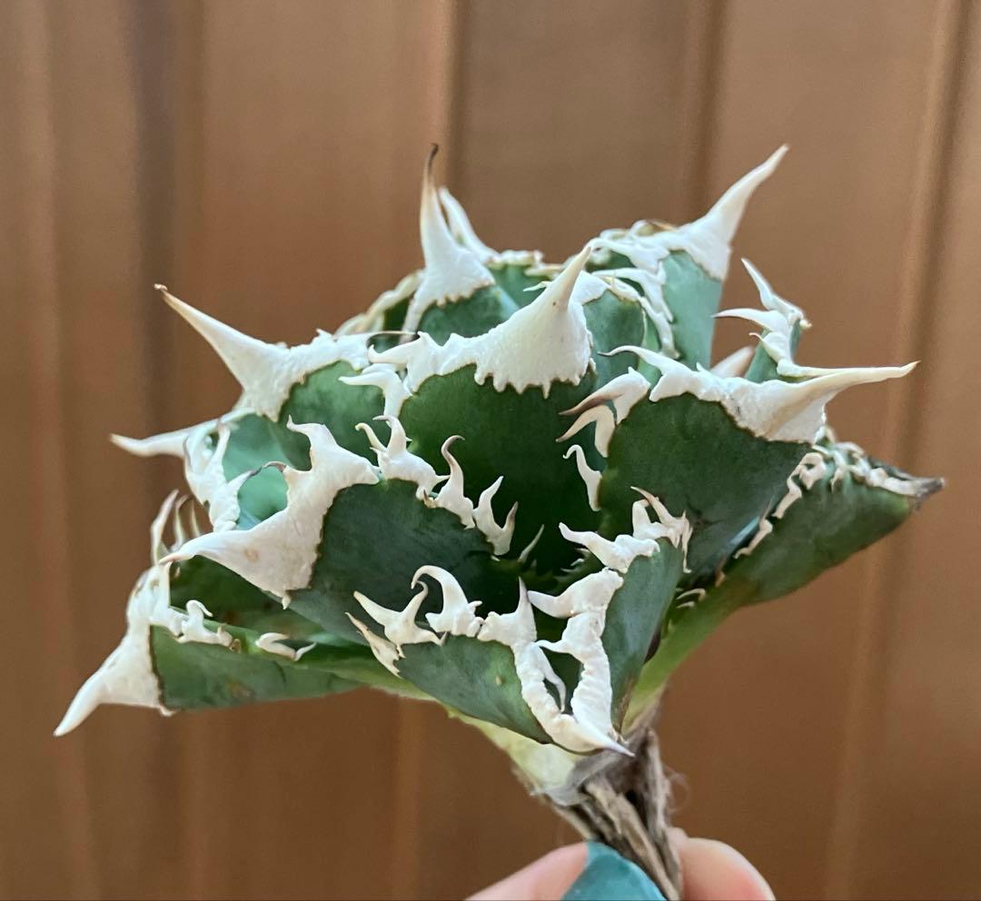 【オークション】13 ラスト1株　優秀　アガべ　白豪刺　白豪棘　TC 訳あり