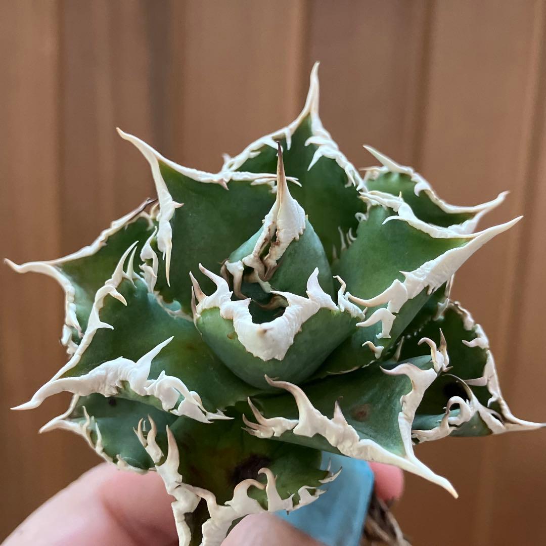 【オークション】13 ラスト1株　優秀　アガべ　白豪刺　白豪棘　TC 訳あり