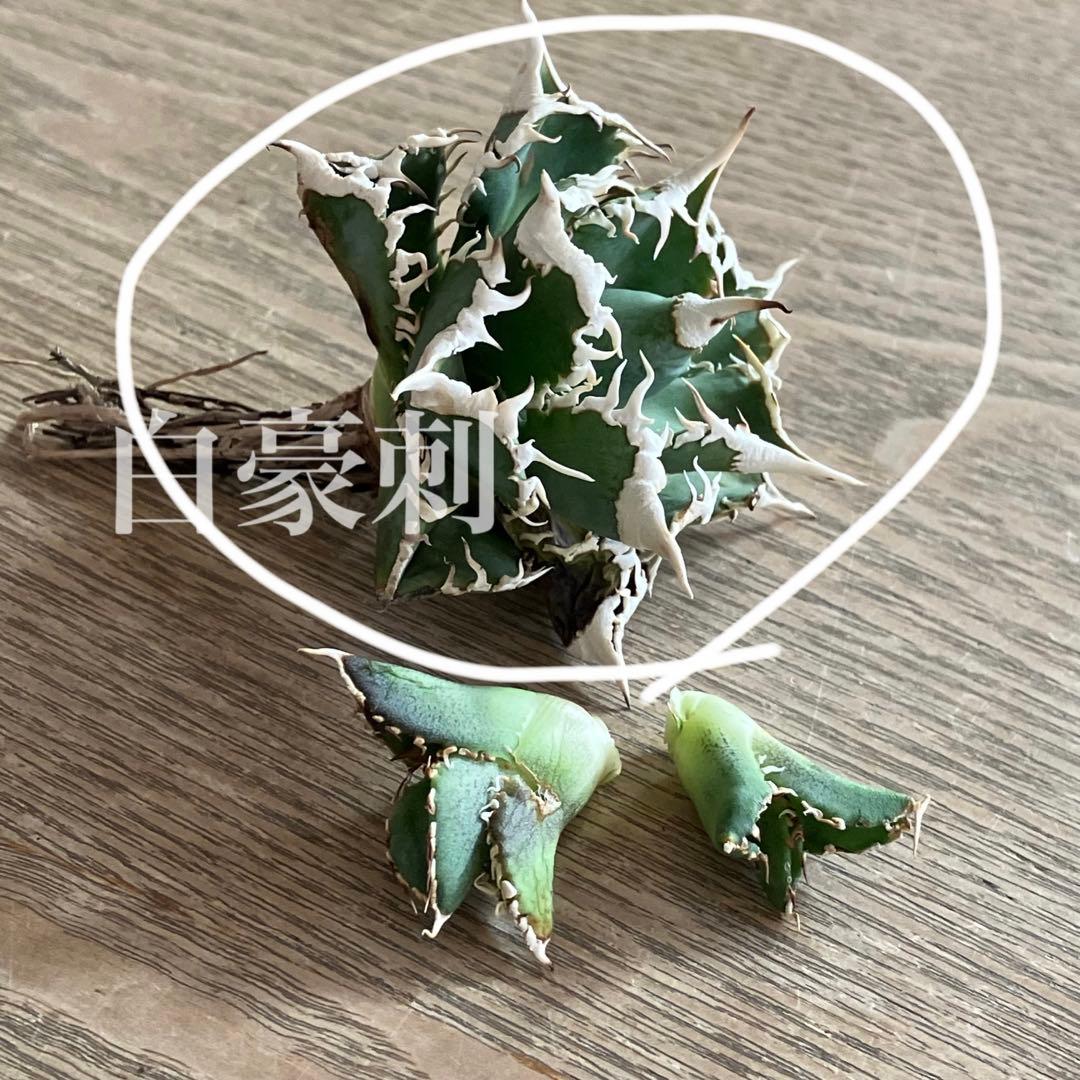 【オークション】13 ラスト1株　優秀　アガべ　白豪刺　白豪棘　TC 訳あり