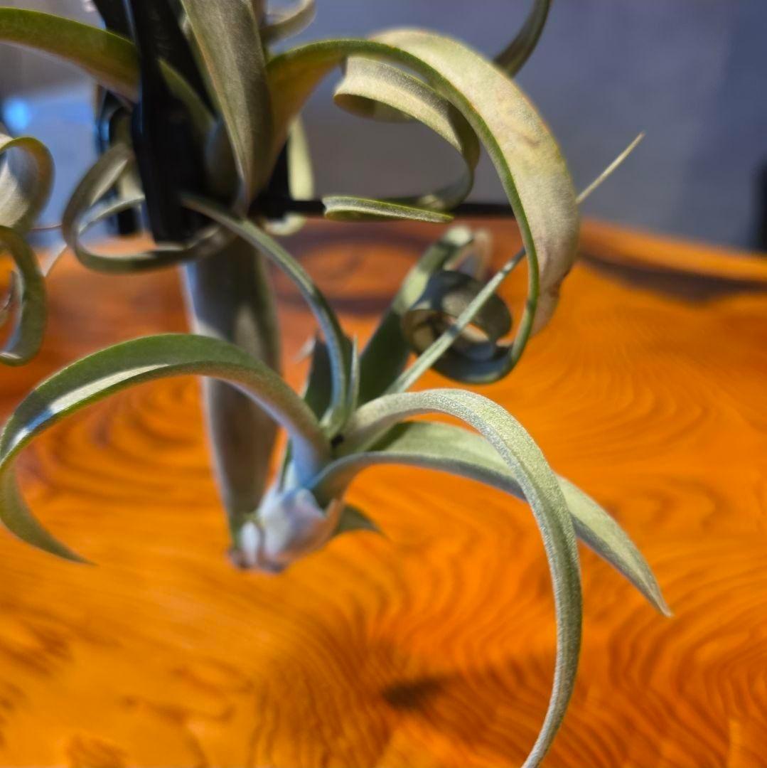 カーリースリム】珍品！親株はヴィヴィパラ 希少 チランジア エアー