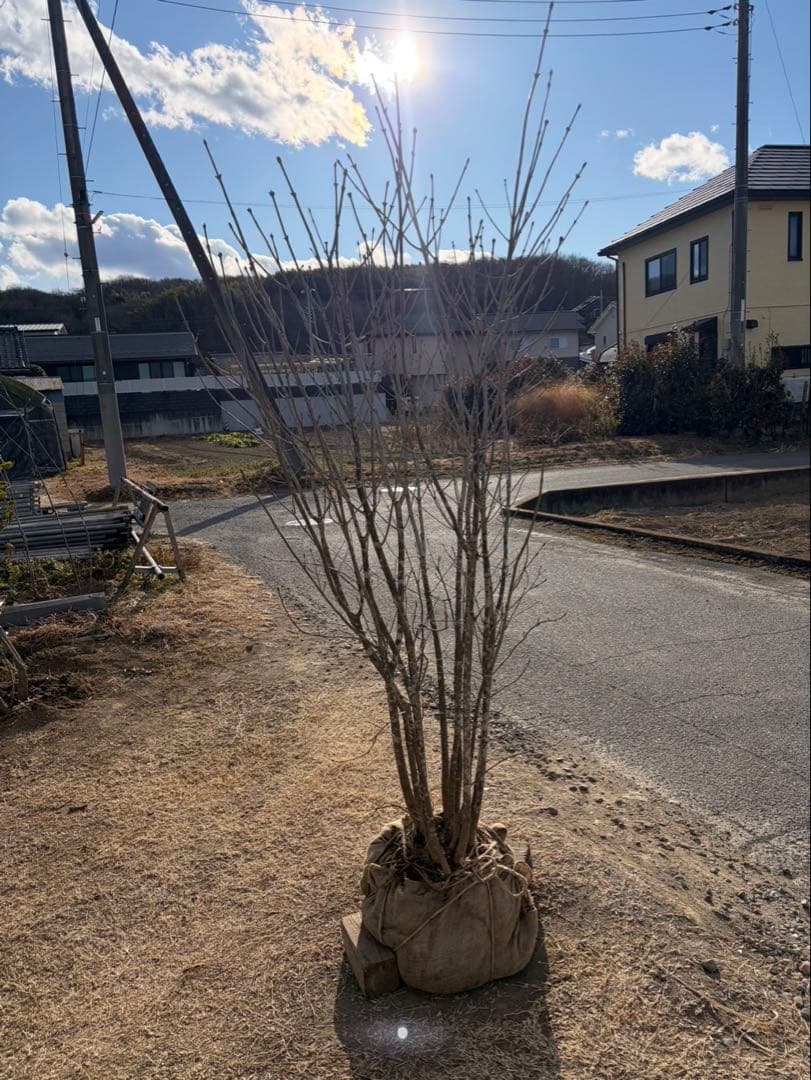 山採り アオダモ 自然樹形 武者立ち 12本立ち