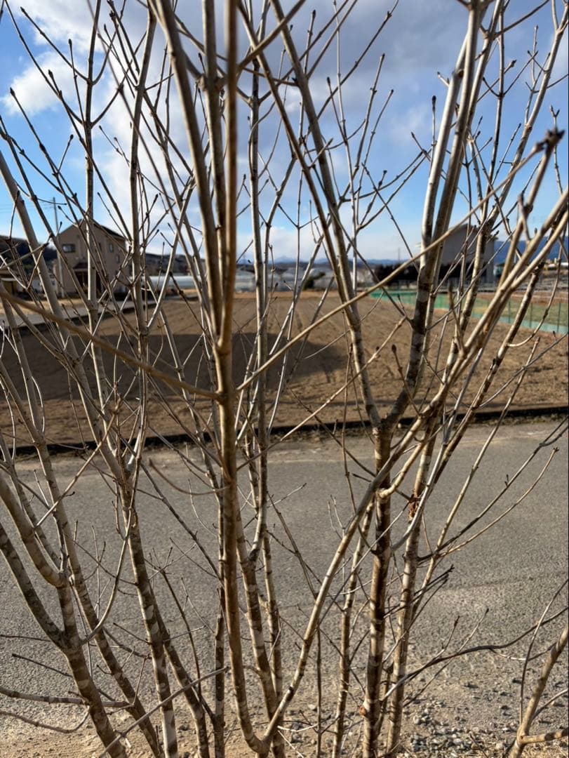 山採り アオダモ 自然樹形 武者立ち 12本立ち