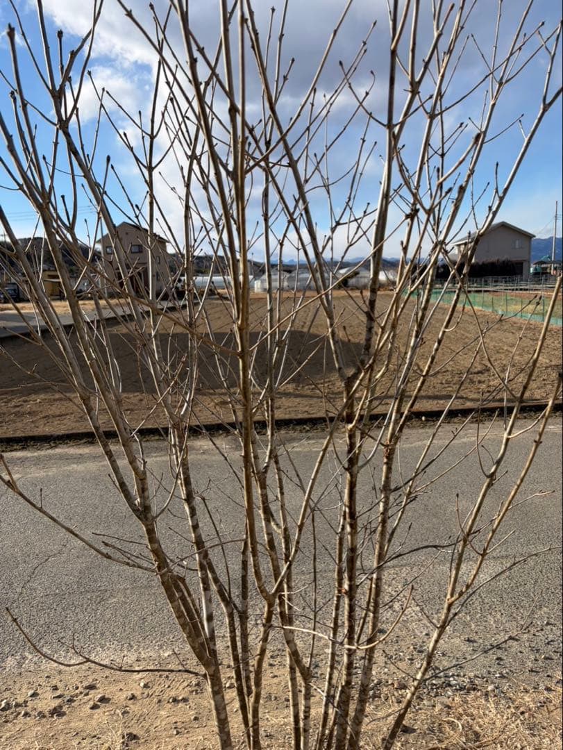 山採り アオダモ 自然樹形 武者立ち 12本立ち