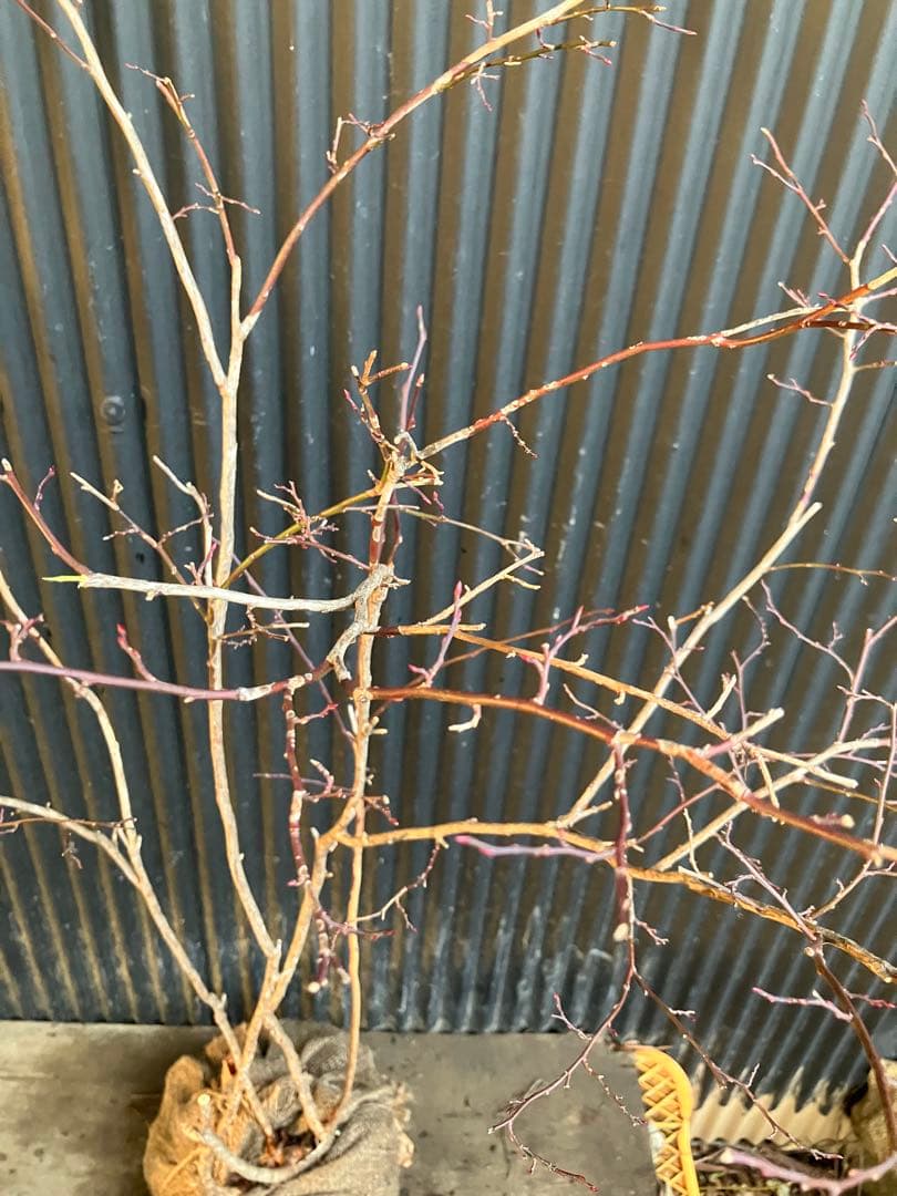 山採り　スノキ