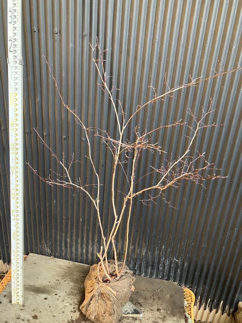 山採り　スノキ