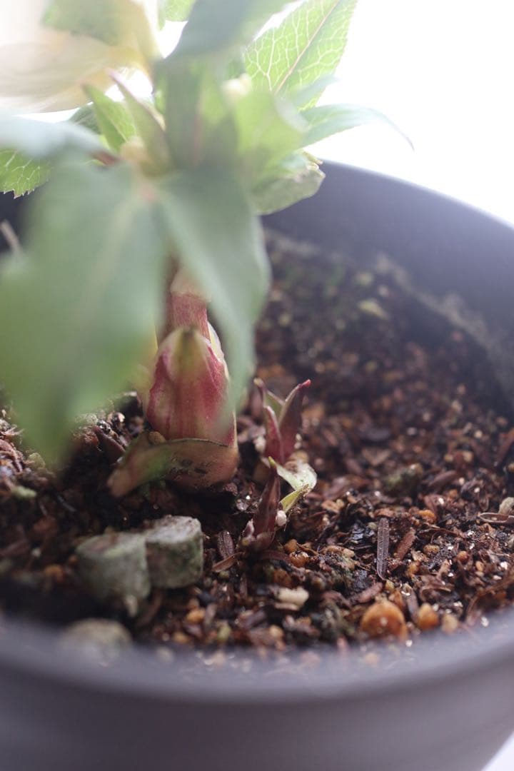 ♡広瀬園芸♡セミダブルカップ ホワイトゴールド - メルカリ