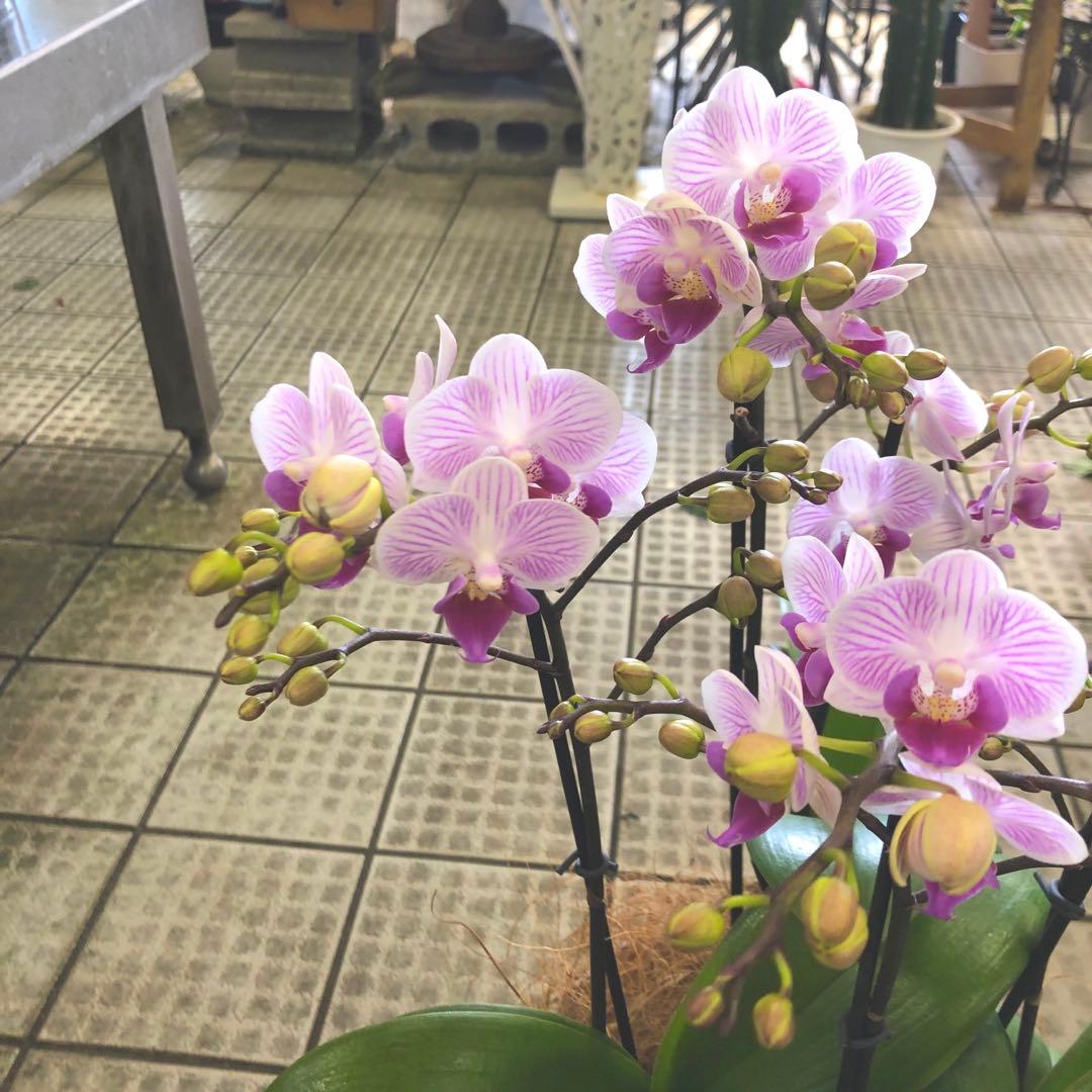 胡蝶蘭 ミディ シャオユウ 5本立ち 椎名洋ランオリジナル - メルカリ