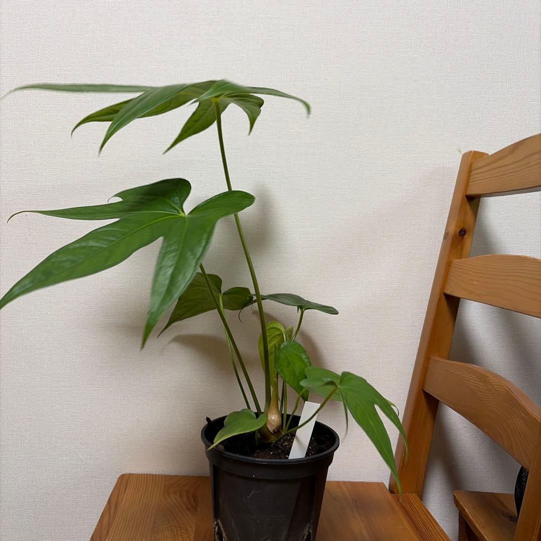 アンスリウム ペダトラディアツム 5号＊ - メルカリ