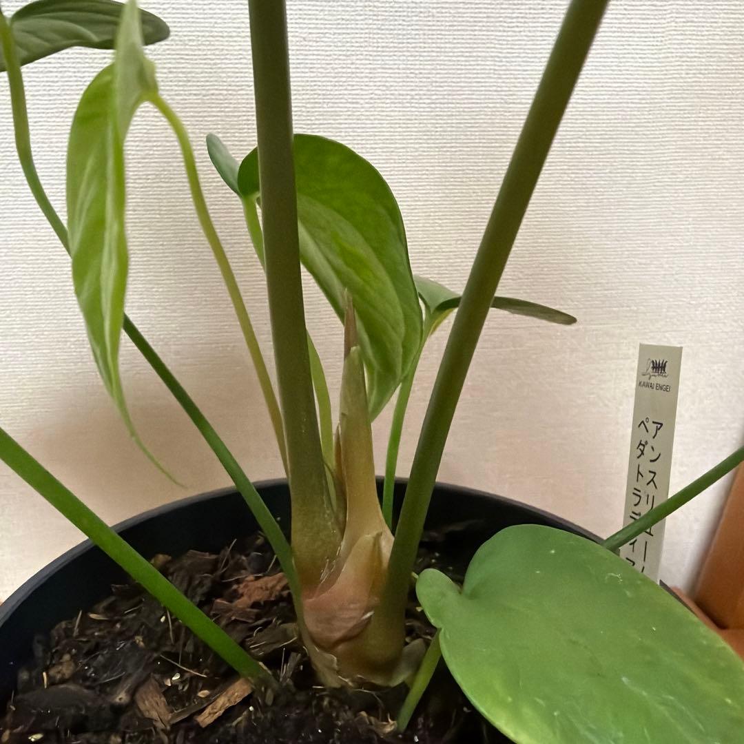 アンスリウム ペダトラディアツム 5号＊ - メルカリ