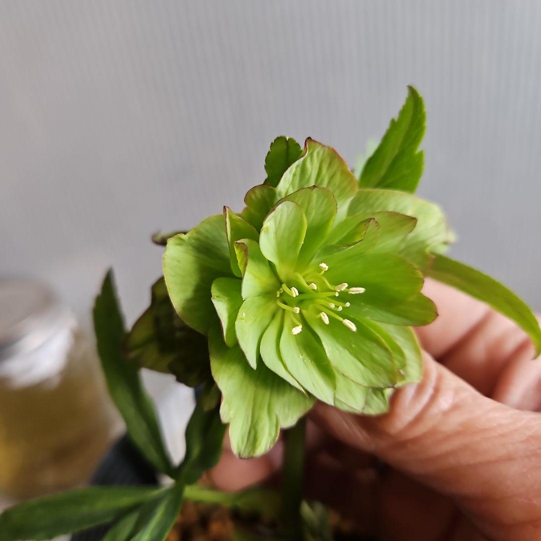 つむ様ご購入苗㉖-431クリスマスローズ