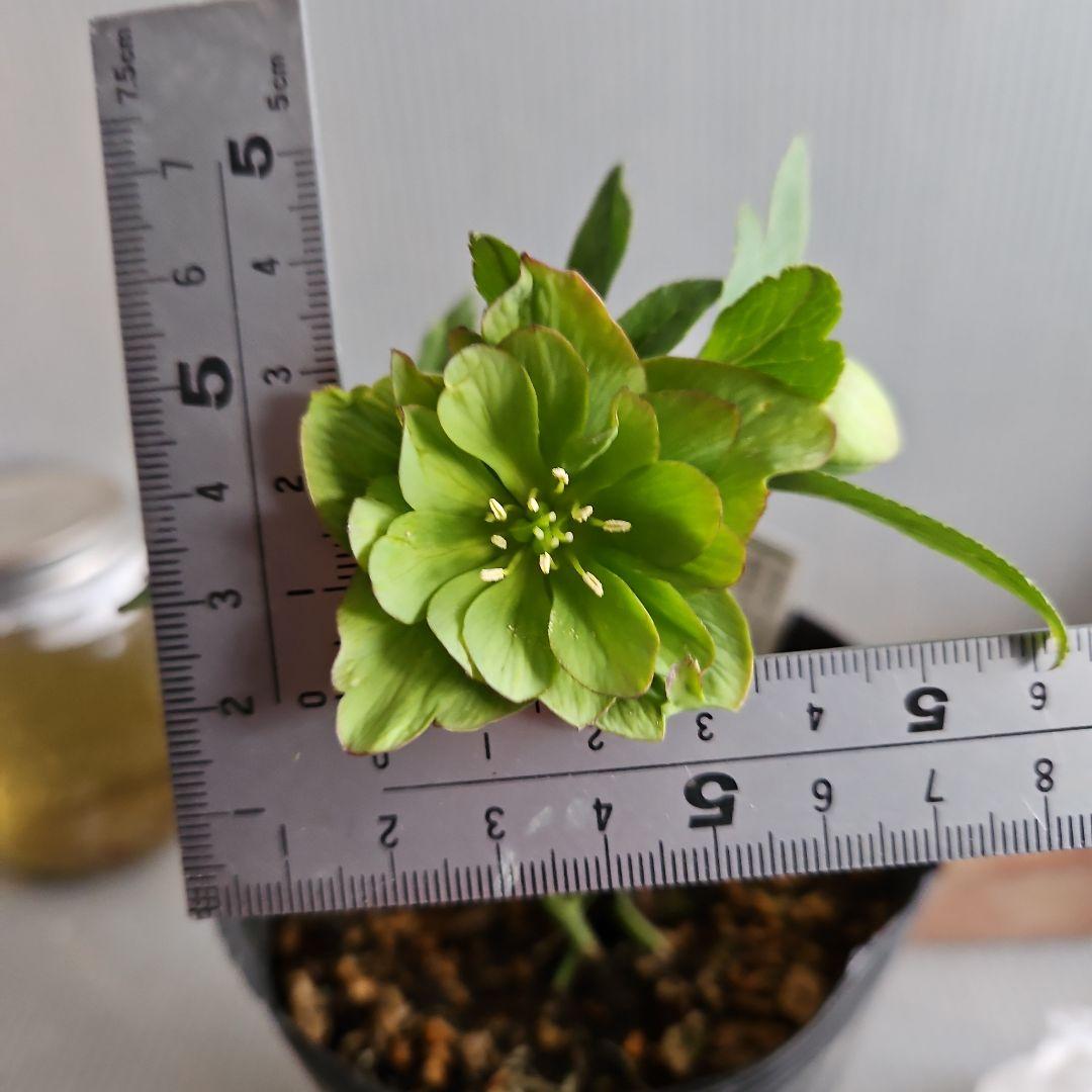 つむ様ご購入苗㉖-431クリスマスローズ