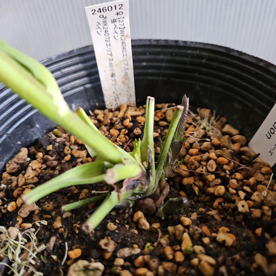 つむ様ご購入苗㉖-431クリスマスローズ