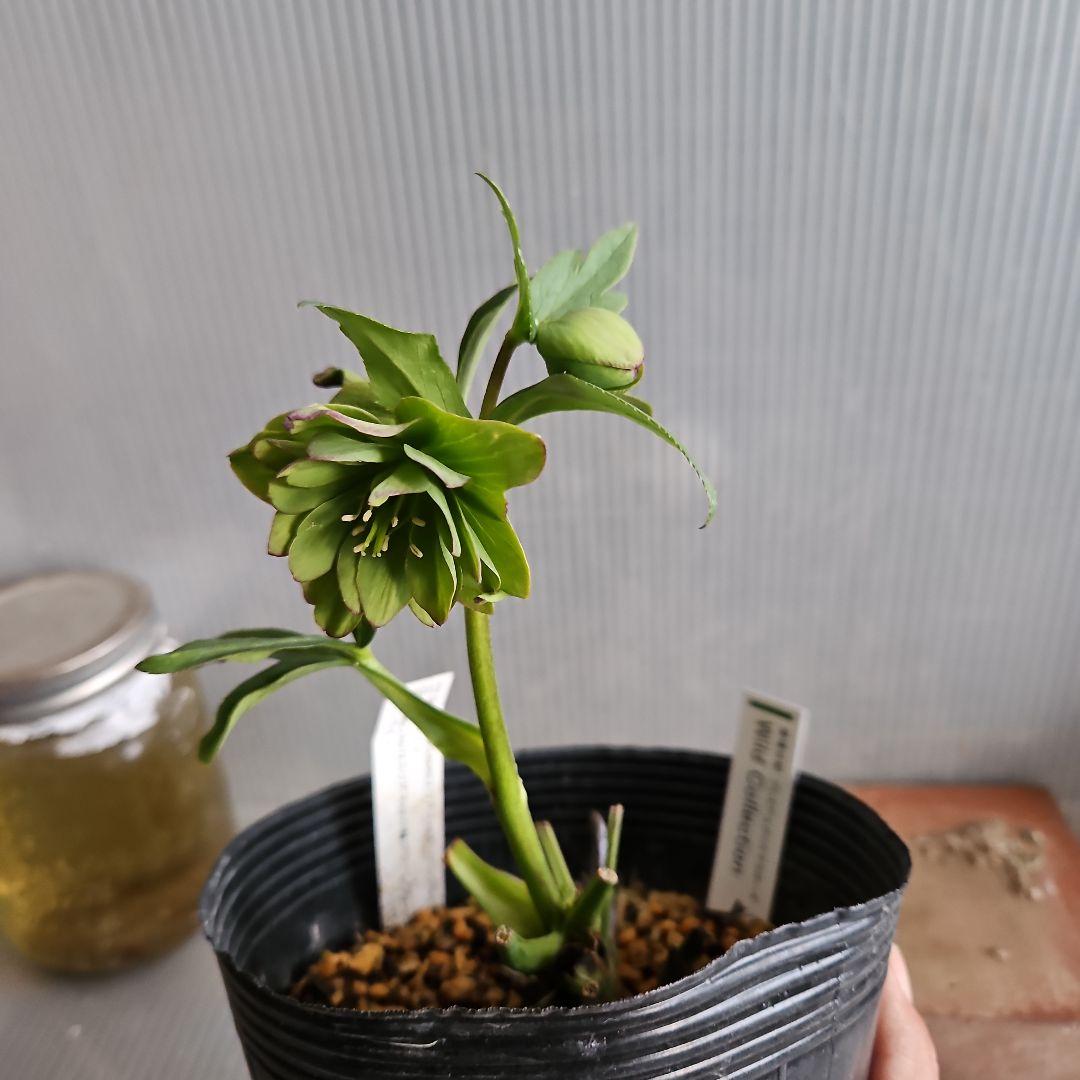 つむ様ご購入苗㉖-431クリスマスローズ