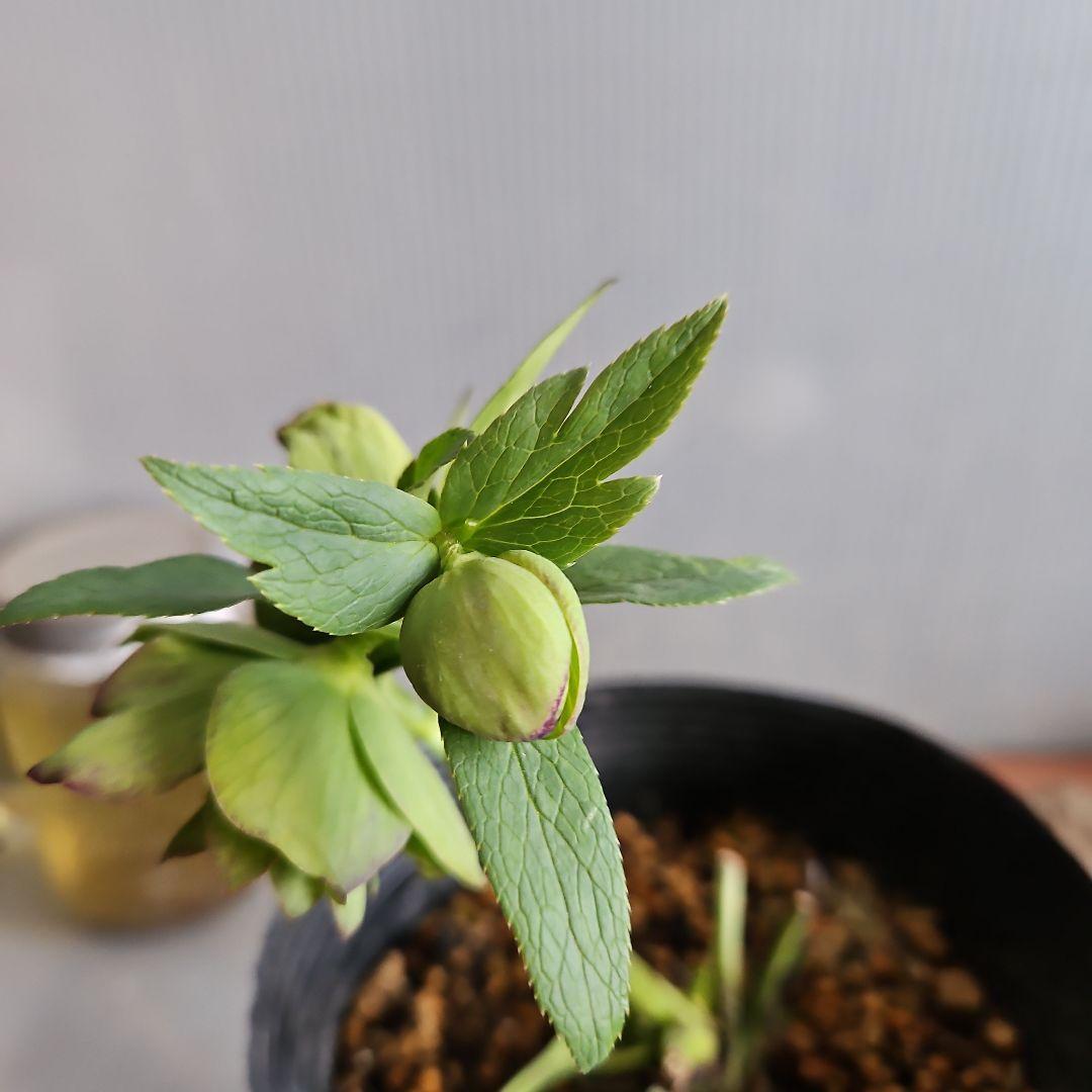 つむ様ご購入苗㉖-431クリスマスローズ