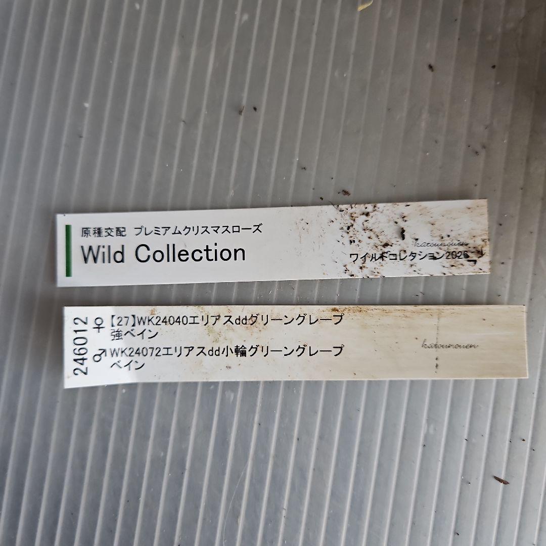 つむ様ご購入苗㉖-431クリスマスローズ