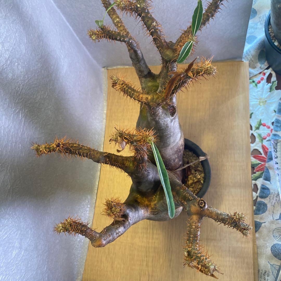 グラキリス多頭 大 現地球