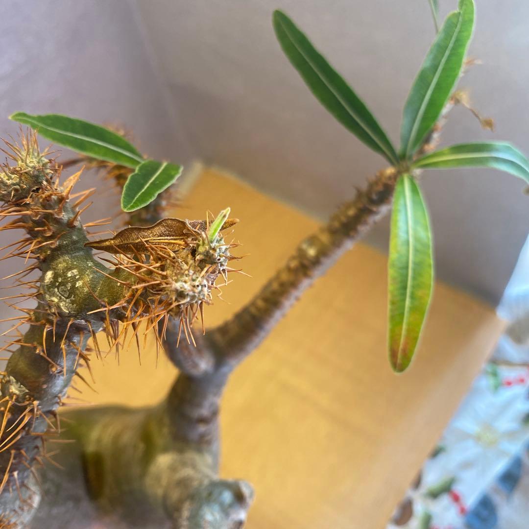 グラキリス多頭 大 現地球