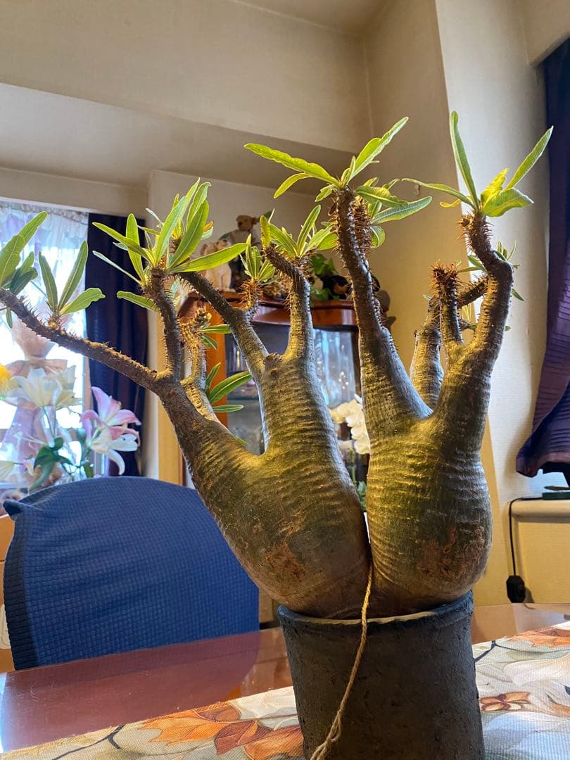 グラキリス多頭 大 現地球