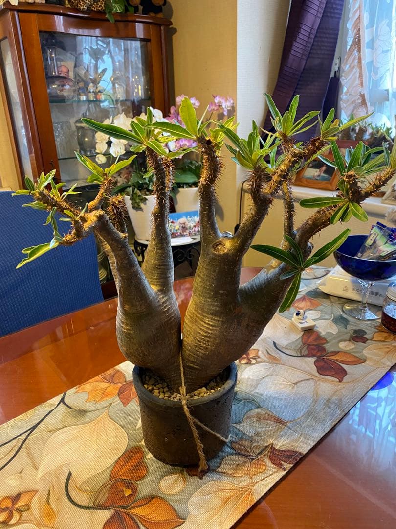 グラキリス多頭 大 現地球