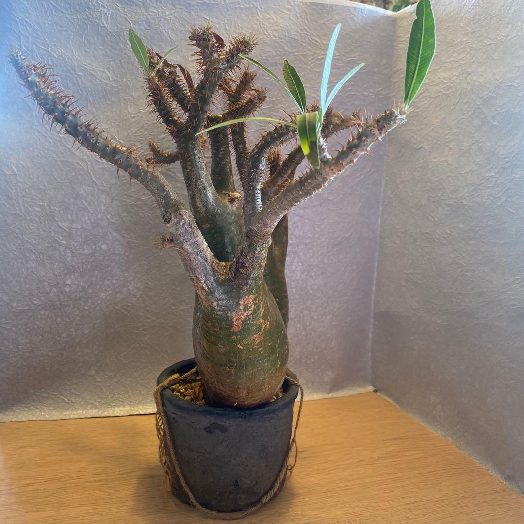 グラキリス多頭 大 現地球