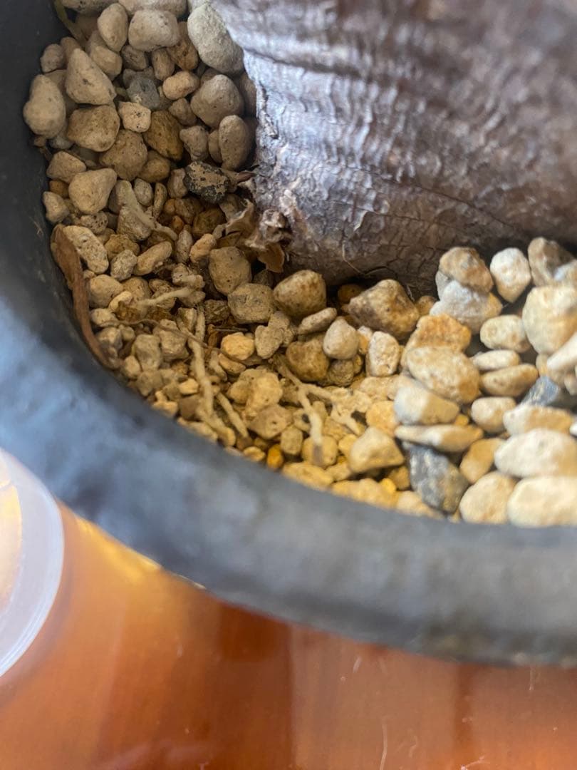 グラキリス多頭 大 現地球