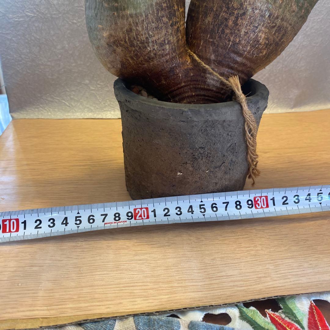 グラキリス多頭 大 現地球