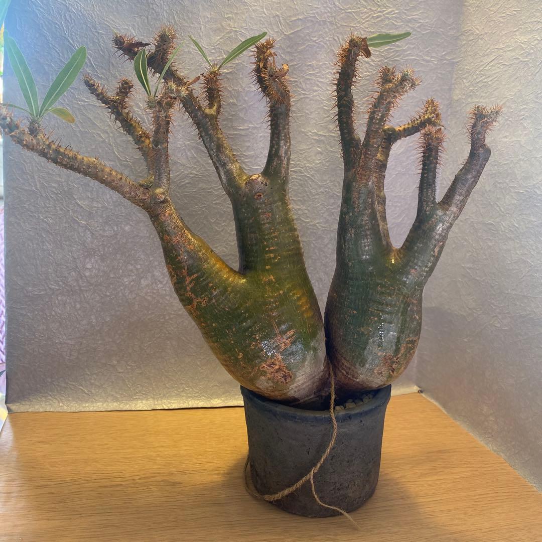 グラキリス多頭 大 現地球