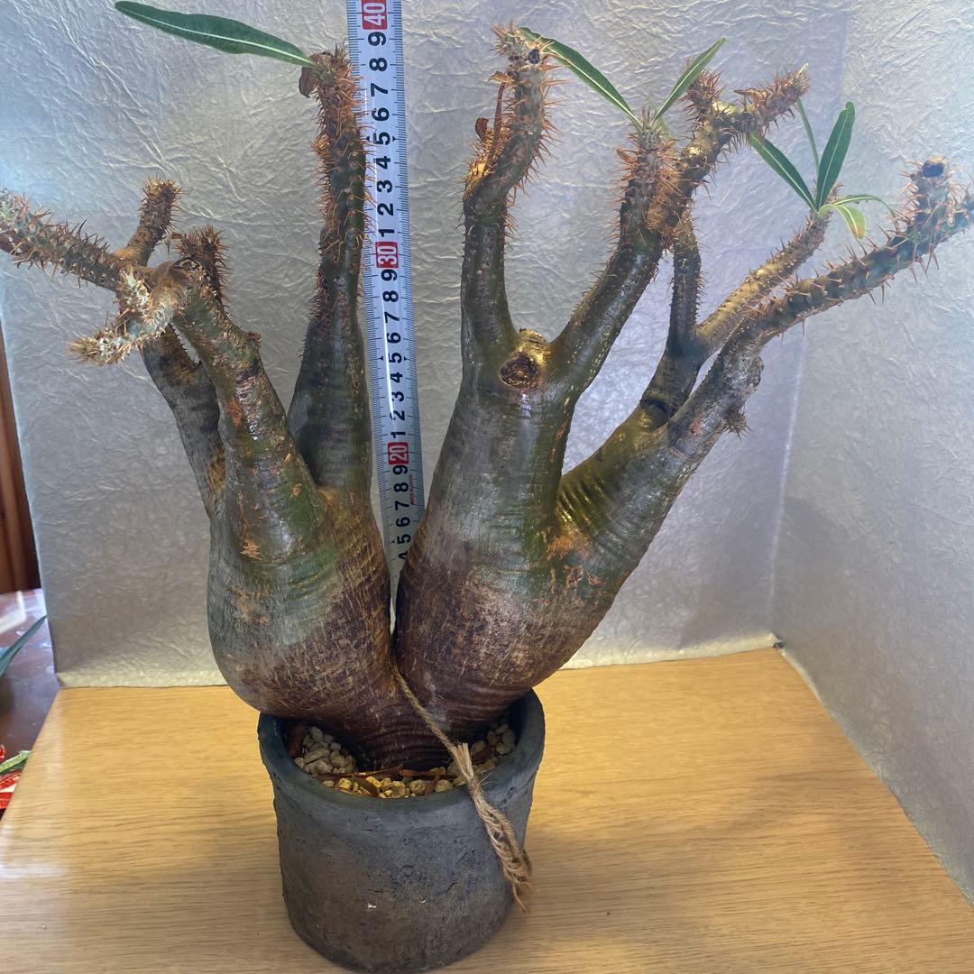 グラキリス多頭 大 現地球